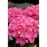 Гортензия Hydrangea Curly Sparkle Red