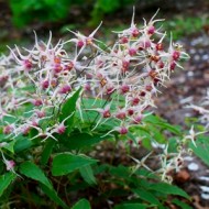 Эпимедиум Epimedium Domino