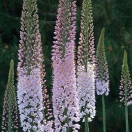 Эремурус Eremurus Foxtrot