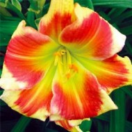 Tropical Passion