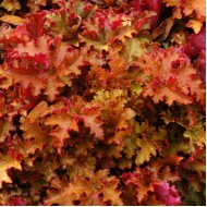 Гейхера Heuchera Zipper
