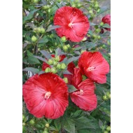 Гибискус Hibiscus Cranberry Crush