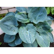 Хоста Hosta Big Daddy