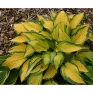 Хоста Hosta Orange Marmalade