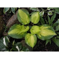 Хоста Hosta Lakeside Banana Bay
