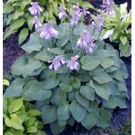 Хоста Hosta Blue Cadet