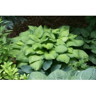 Хоста Hosta Guacamole