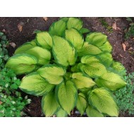 Хоста Hosta Inniswood