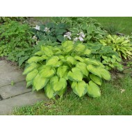 Хоста Hosta Old Glory