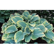 Хоста Hosta Sogae