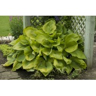 Хоста Hosta Sun and Substance 