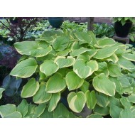 Хоста Hosta Fragrant Bouquett