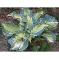 Хоста Hosta Golden Meadows
