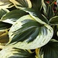 Хоста Hosta Independence