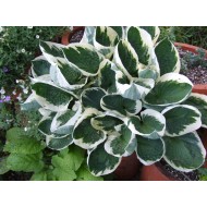 Хоста Hosta Patriot