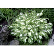 Хоста Hosta Mediovariegata