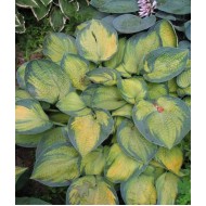 Хоста Hosta Bright Lights