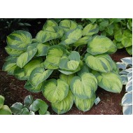 Хоста Hosta Dick Ward