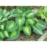 Хоста Hosta Saint Paul