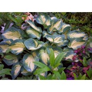 Хоста Hosta Great Expectations
