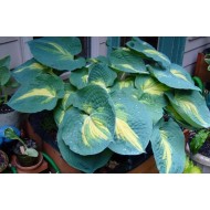 Хоста Hosta Dream Weaver