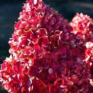 Гортензия метельчатая    Hydrangea paniculata  Living Pink and Rose