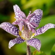 Трициртис Macropoda