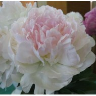 Пион Marilla Beauty