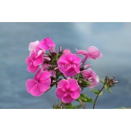 Флокс метельчатый Ягодка   Phlox paniculata ‘Yagodka’
