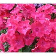 Флокс Phlox Мария Федоровна