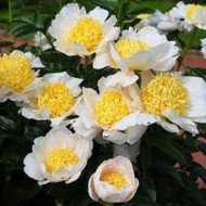 Пион Paeonia Moon of Nippon