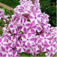 Флокс Phlox Мишенька