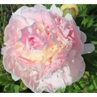 Пион Paeonia Blush Queen