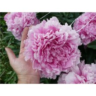 Пион Paeonia Sarah Bernhardt