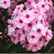 Флокс Phlox Красень