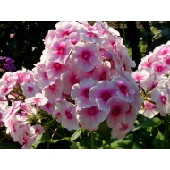 Флокс Phlox Румяный