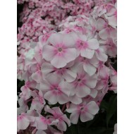 Флокс Phlox Утренняя Зорька