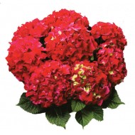 Гортензия Hydrangea RED BEAUTY