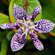 Трициртис Formosana