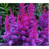 Астильба Astilbe Vision In Red