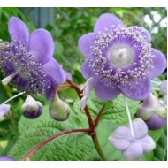 Дайнанте caerulea Deinanthe Blue Wonder