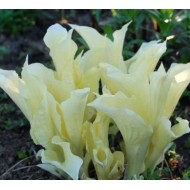 Хоста Hosta white feather