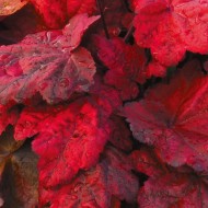 Гейхера Heuchera Autumn Leaves