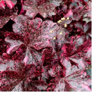 Гейхера Heuchera Midnight Rose Select