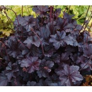 Гейхера Heuchera Obsidian
