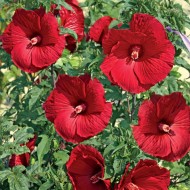 Гибискус Hibiscus My Valentine