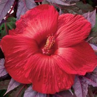 Гибискус Hibiscus Midnight Marvel