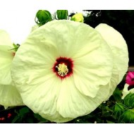 Гибискус Hibiscus Old Yella