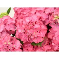 Гортензия Hydrangea SAXON® MORITZBURG