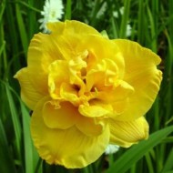 Yellow Submarine